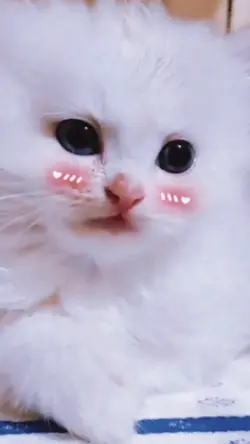 Story Wa Kucing imut