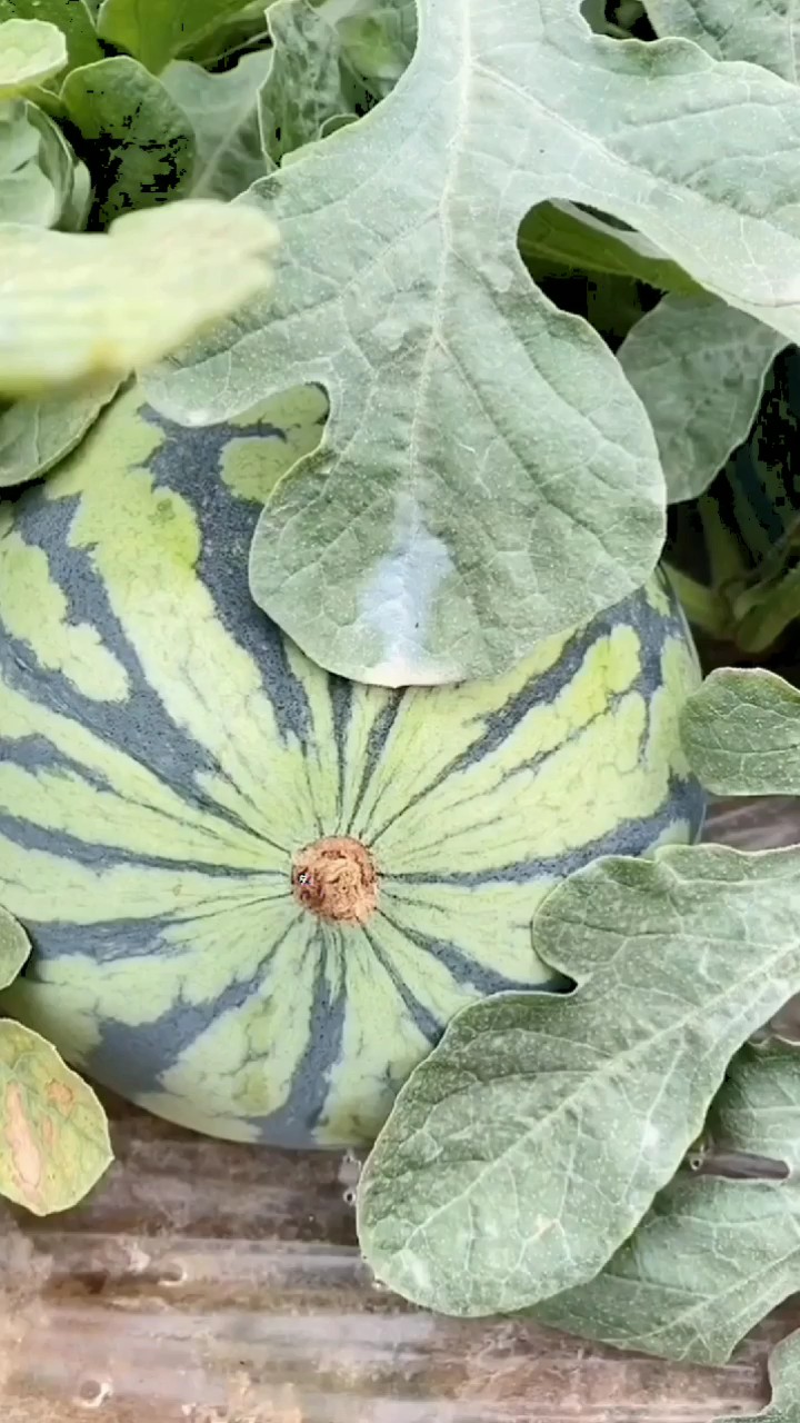 semangka ajaib