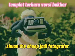 Shoud the sheep 
