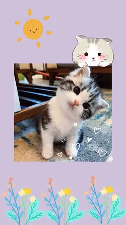 Meow