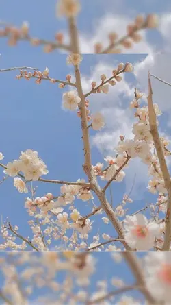 벚꽃 엔딩