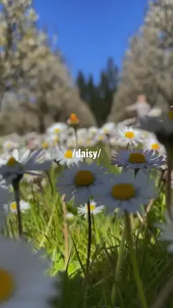 daisy 💐