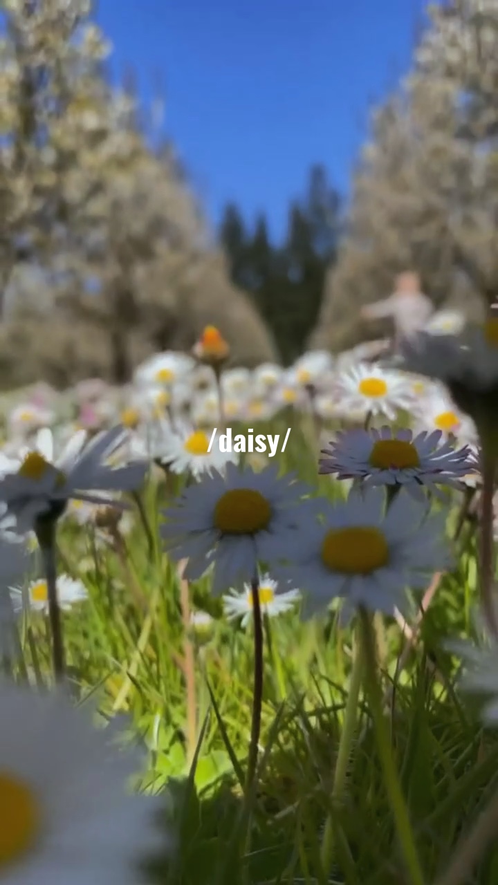 papatya  💐