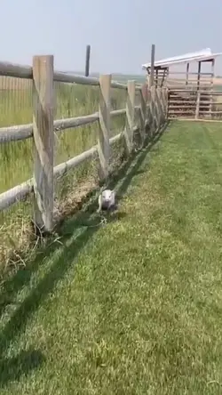 Mẫu troll bạn bè