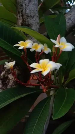 Ekspormu Semangatkuu