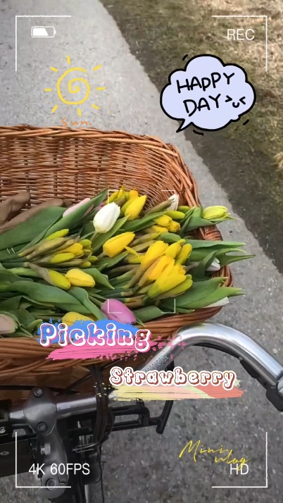 Picking Strawberry