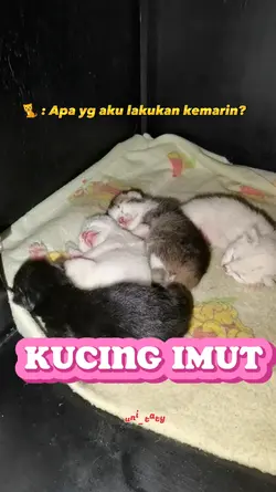Kucing imutt