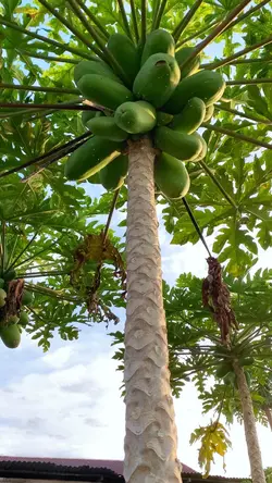 🍃