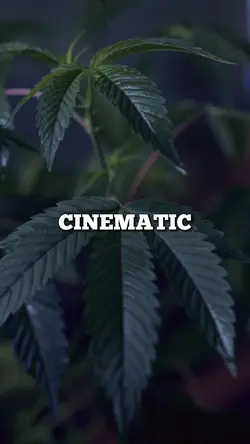 CINEMATIC TEMPLATE