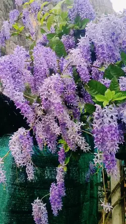 ธรรมชาติ ดอกไม้