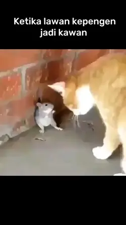 kucing dan tikus