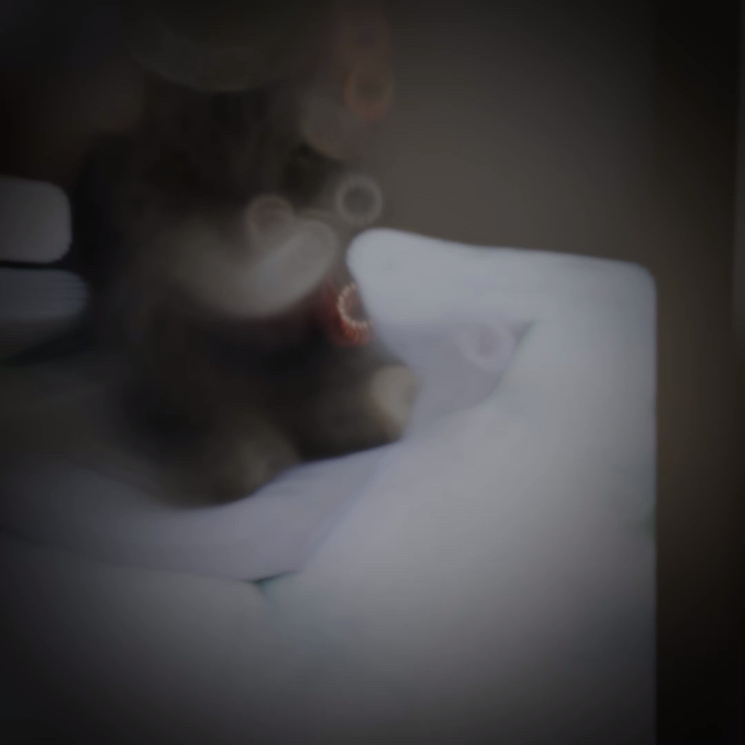 Meine 2 Katzen