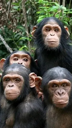Meme Monkey