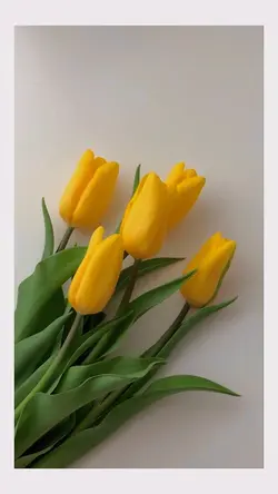 Mẫu 6 ảnh CUTE