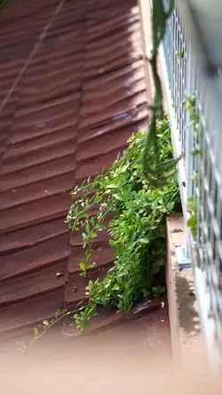 sound healing slowmo