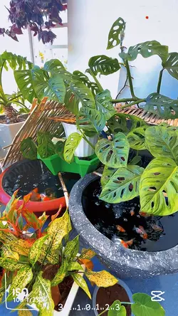 Thư giãn & Nhẹ nhàng