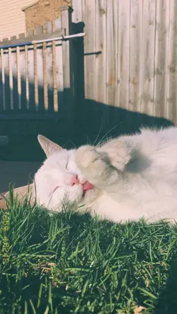 แมวตัวโปรดชื่ออะไร😽