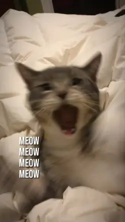 meow meow meow meow