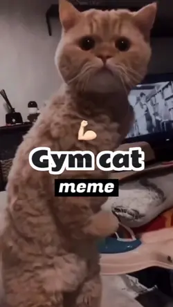 gym cat💪🏻