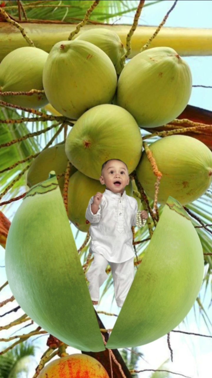 Bocil Kelapa