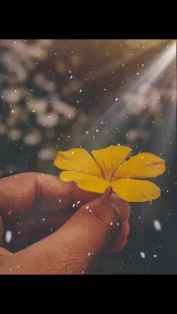 Hiệu ứng đẹp