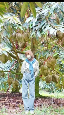 BAWAH POHON DURIAN