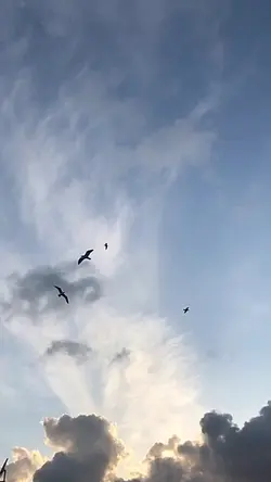 1 video 15 photo