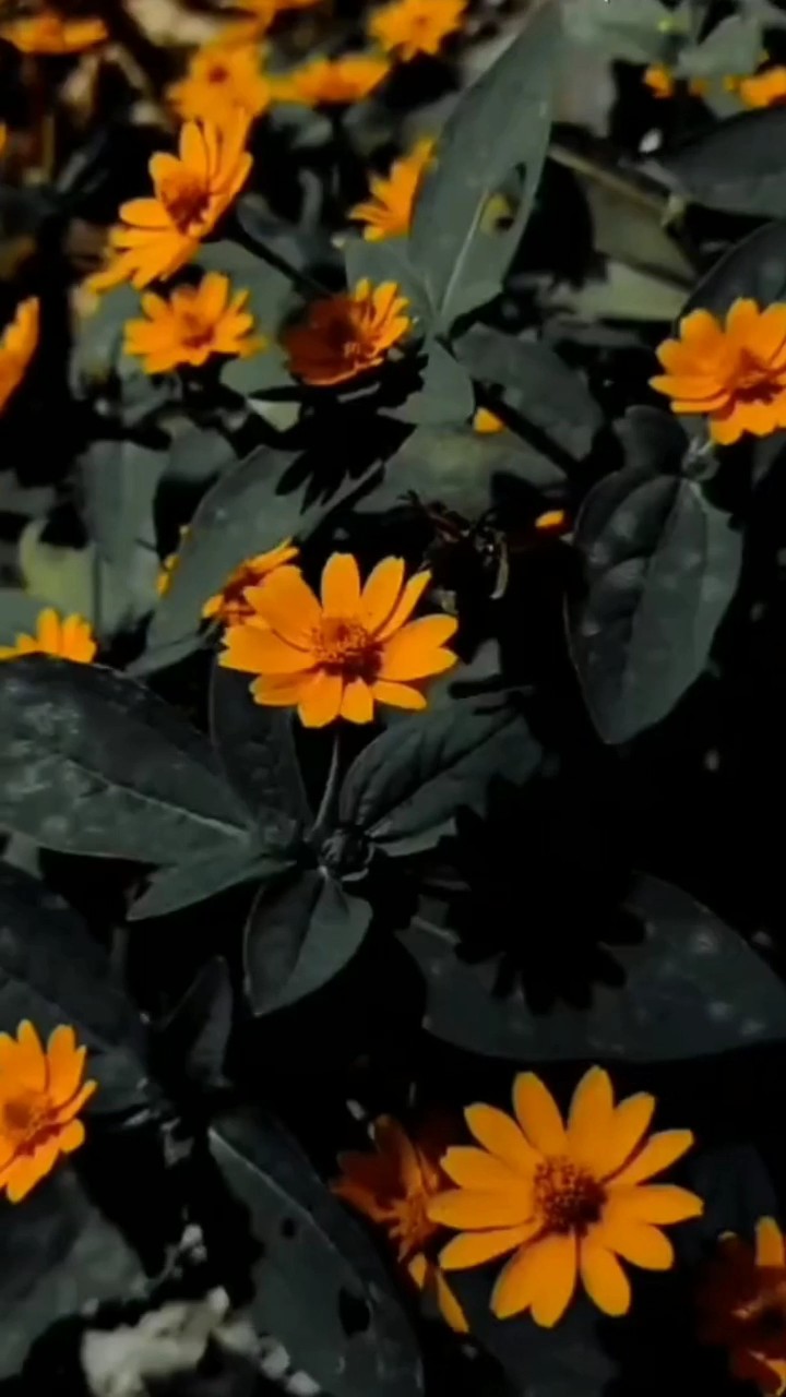 video x foto