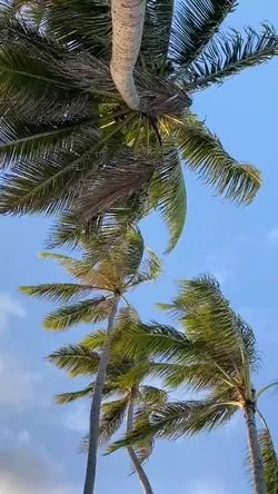 6 Video random