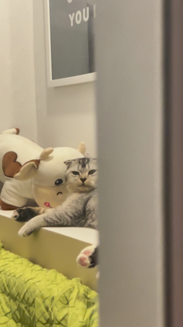 Pecinta kucing