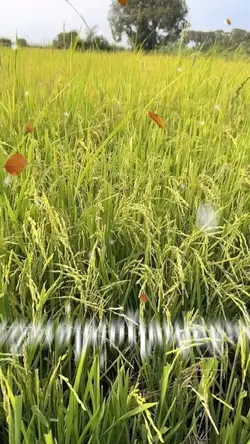 រំចង់ ប្រែប្រាណ🥀😢