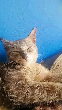 ตัวหนังสือเรืองเเสง