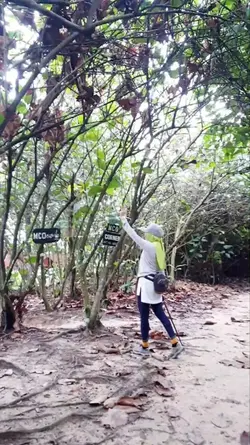 walkinthejungle