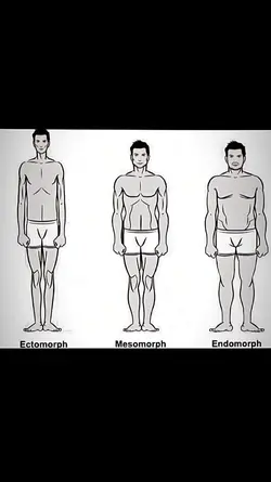 Mesomorph Body