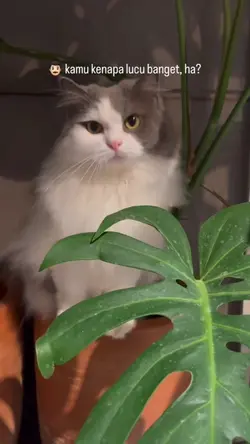Kenapa si Lucu bgt