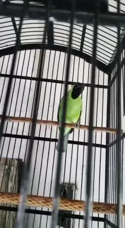 cucak hijau 