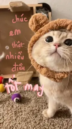 Mẫu sinh nhật 🎂