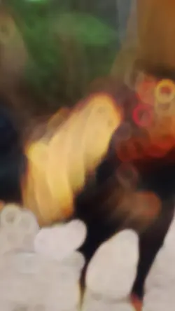 1 รูป ฝันร้ายไก่เชิง❤️