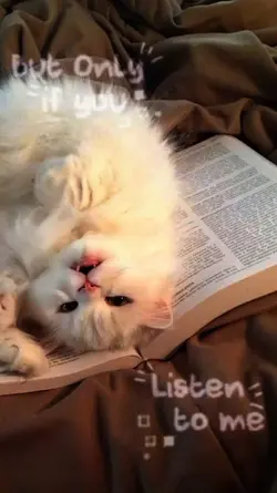 Cute Cat