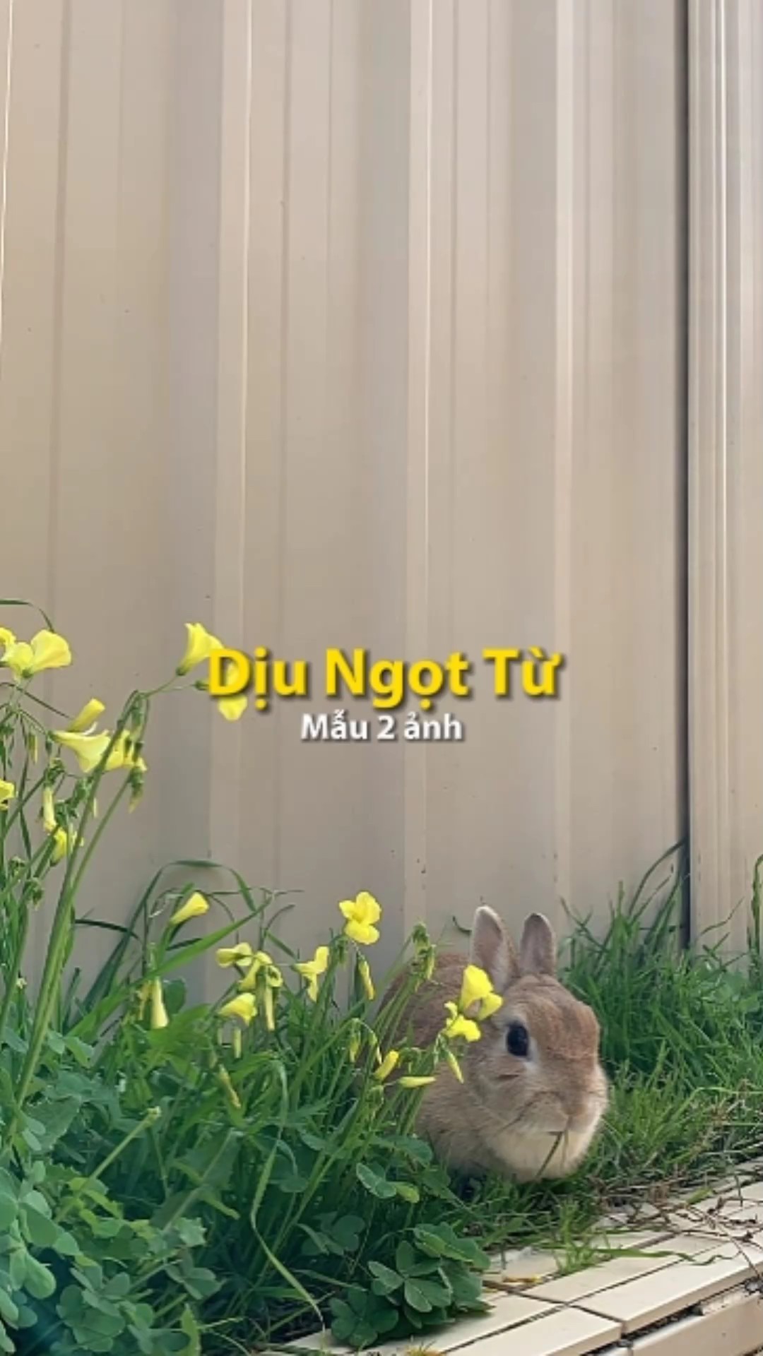 [2] ảnh cuốn