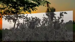 cinematic wantanachi