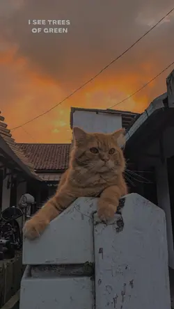 FILTER IPHONE 