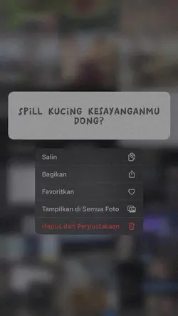Spill kucing fav
