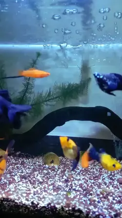 ikan hias