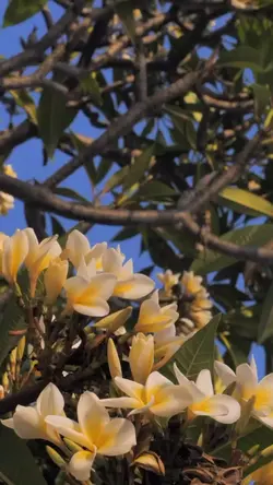 VLOG