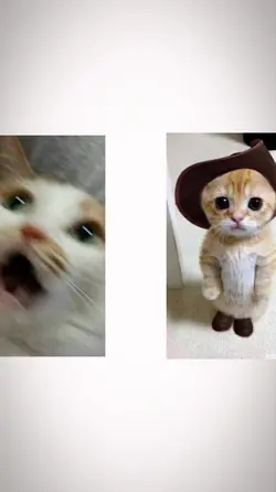 cute ng pusa 