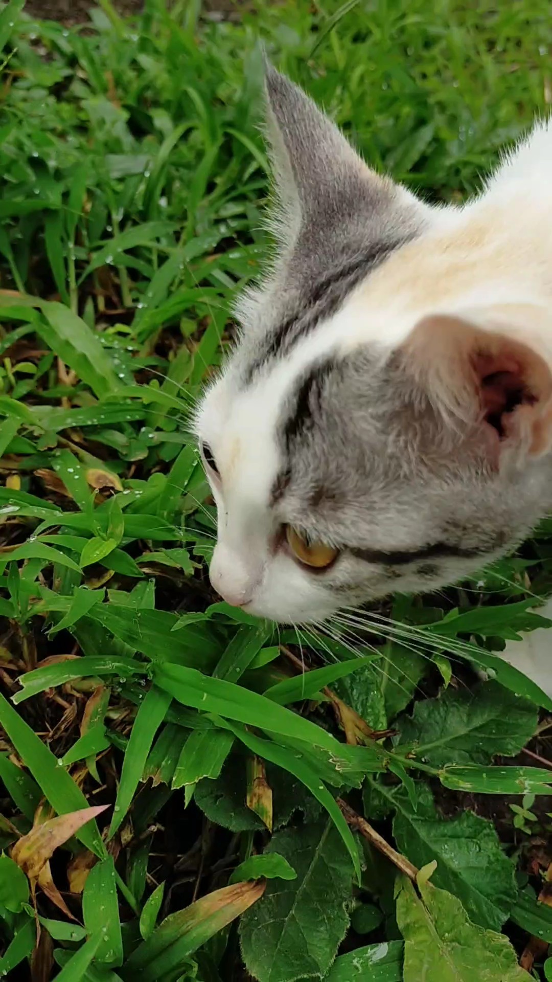 kucing