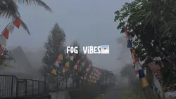 Fog vibes🍃🌁