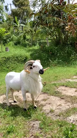 SUKA DOMBA GARUT