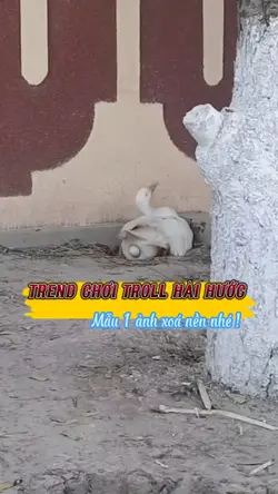 CHƠI TROLL HÀI HƯỚC 